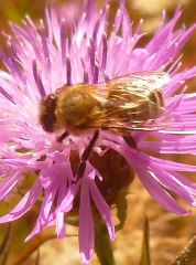 centaurée jacée et abeille